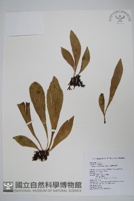 臺灣車前蕨藏品圖，第1張