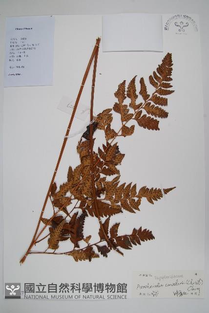 大片複葉耳蕨藏品圖，第1張