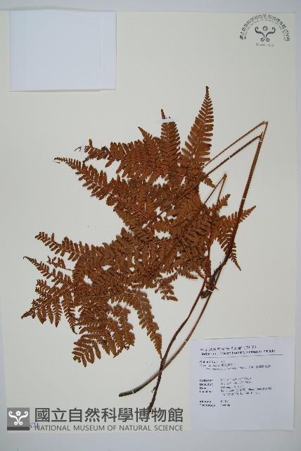 臺灣鱗毛蕨藏品圖，第1張