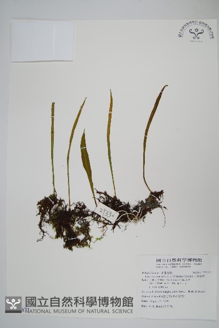 柳葉劍蕨藏品圖，第1張
