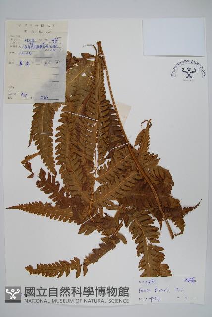 三角脈鳳尾蕨藏品圖，第1張