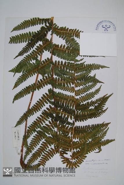 登錄號:P003871藏品圖，第1張