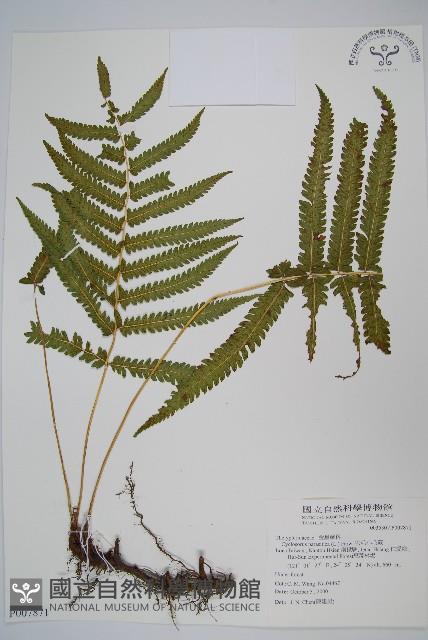 密毛小毛蕨藏品圖，第1張