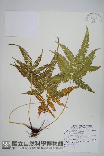 傅氏鳳尾蕨藏品圖，第1張