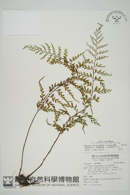 大黑柄鐵角蕨、黃鱗鐵角蕨、大羽鐵角蕨藏品圖，第1張