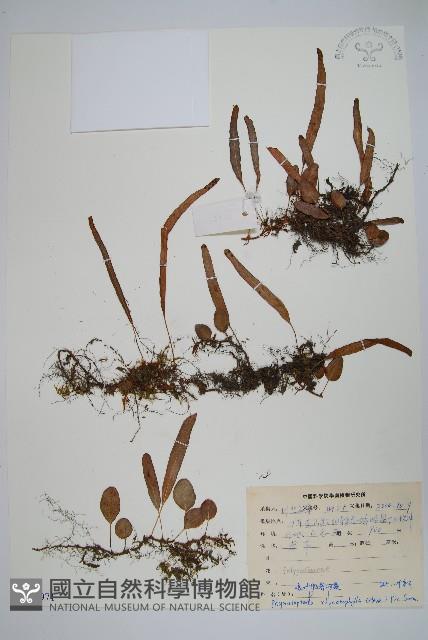 岡本氏茀蕨藏品圖，第1張