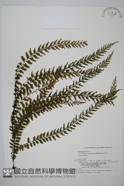 瓶蕨藏品圖，第1張