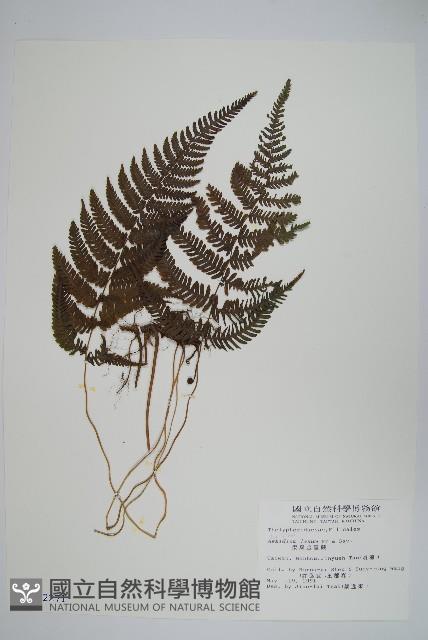 柔葉金星蕨藏品圖，第1張