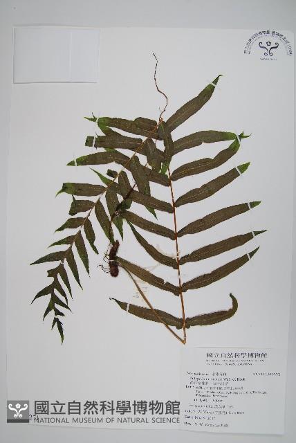 箭葉水龍骨、擬水龍骨藏品圖，第1張