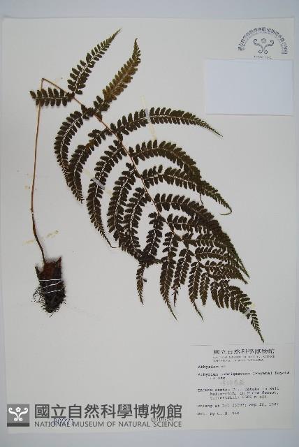 姬蹄蓋蕨藏品圖，第1張
