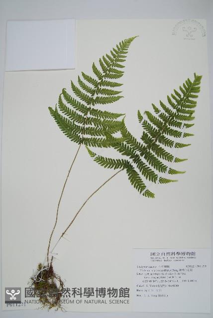 栗柄金星蕨藏品圖，第1張