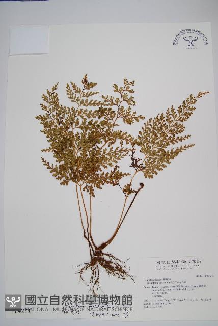 闊片鳥蕨藏品圖，第1張