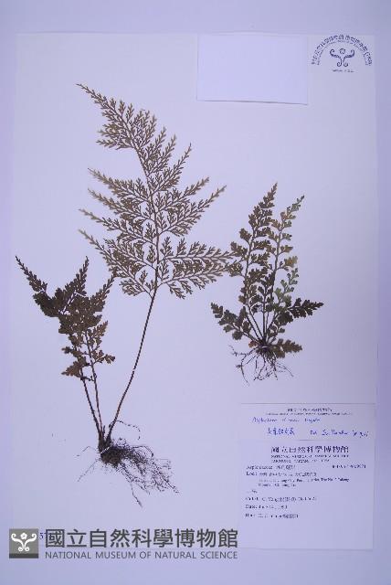 尖葉鐵角蕨藏品圖，第1張