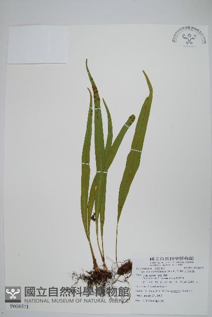 麟瓦葦、川上氏瓦葦藏品圖，第1張