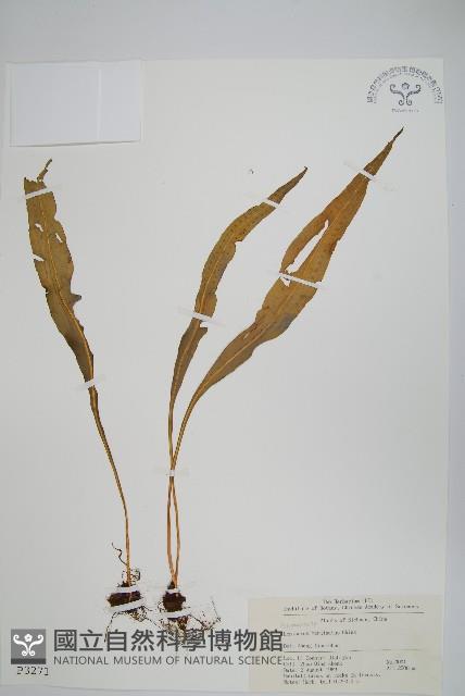 有邊瓦葦藏品圖，第1張