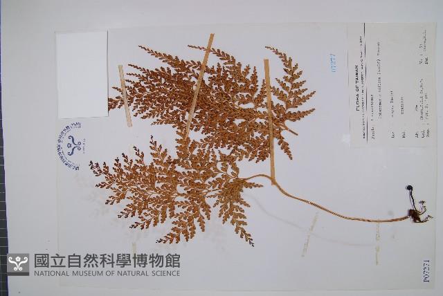 闊片烏蕨藏品圖，第1張