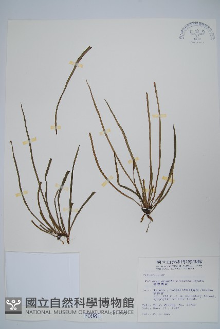 姬書帶蕨藏品圖，第1張