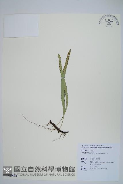 擬鱗瓦葦藏品圖，第1張