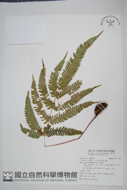 紅柄鳳尾蕨藏品圖，第1張