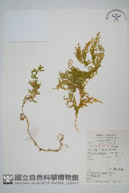 全緣卷柏藏品圖，第1張