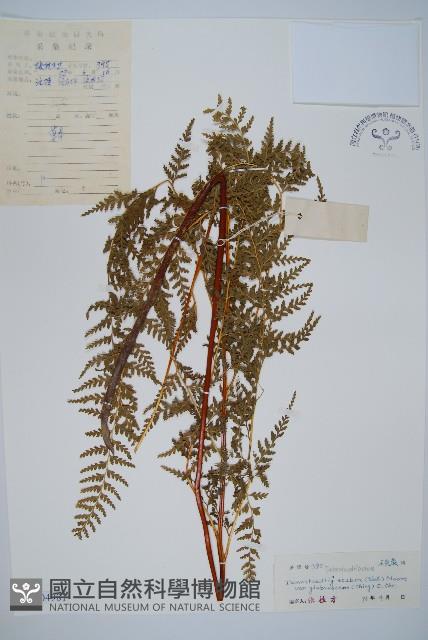 光葉碗蕨藏品圖，第1張