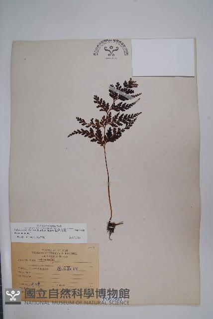 闊片烏蕨藏品圖，第1張