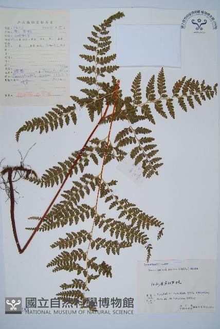 碗蕨藏品圖，第1張