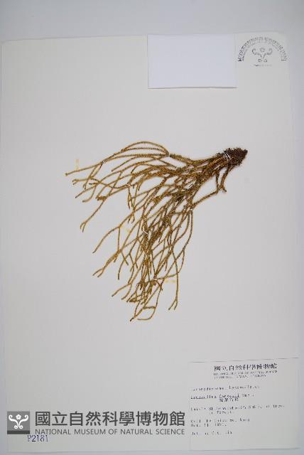 銳葉石松藏品圖，第1張