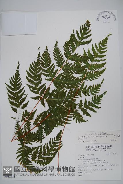 薄葉三叉蕨藏品圖，第1張