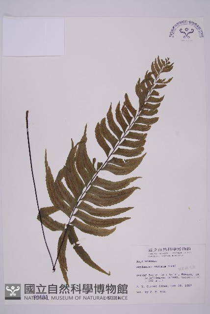 剪葉鐵角蕨藏品圖，第1張