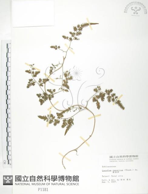 海金沙藏品圖，第1張