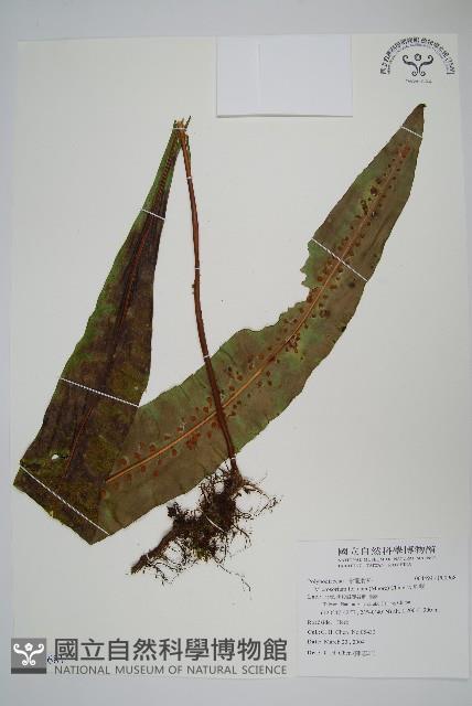 大星蕨藏品圖，第1張