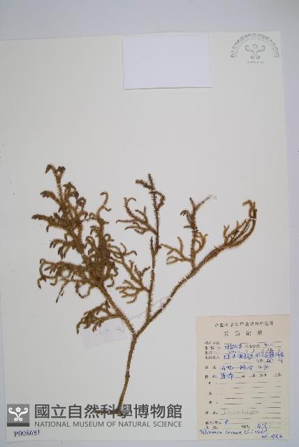 燈龍草藏品圖，第1張