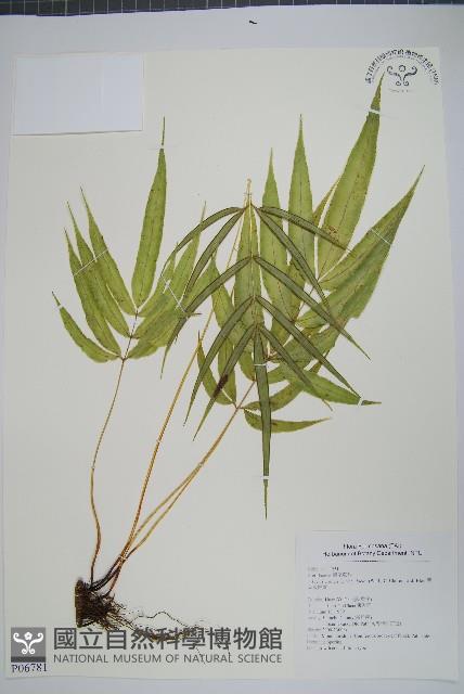 闊葉鳳尾蕨藏品圖，第1張