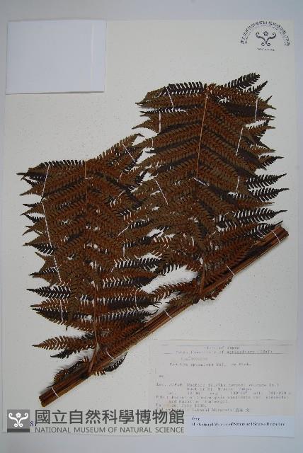 台灣桫欏藏品圖，第1張