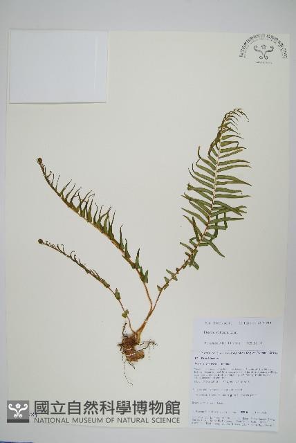 鱗蓋鳳尾蕨藏品圖，第1張