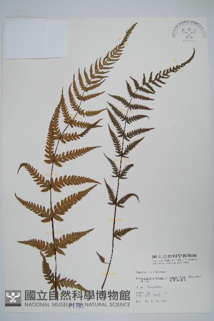 光囊紫柄蕨藏品圖，第1張