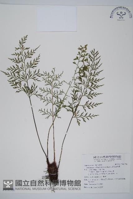 威氏鐵角蕨藏品圖，第1張