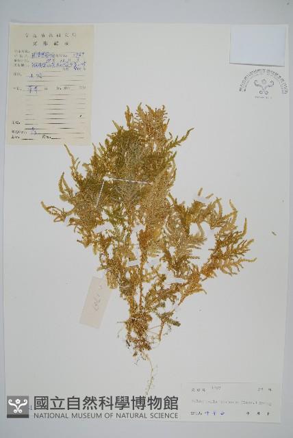 翠雲草、藍草藏品圖，第1張