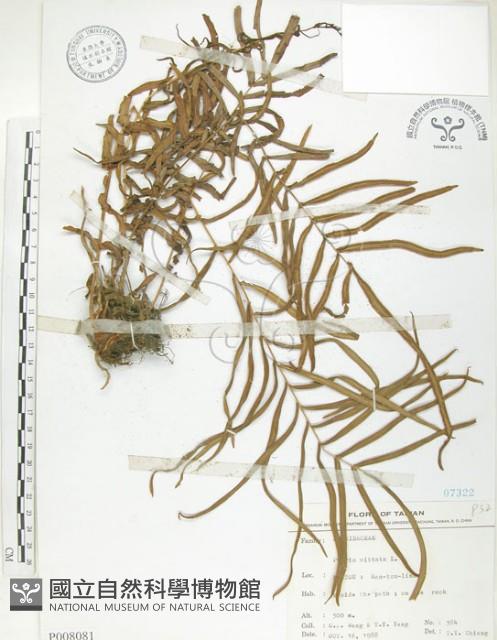 鱗蓋鳳尾蕨藏品圖，第1張