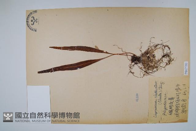 鱗瓦葦、長柄瓦葦藏品圖，第1張