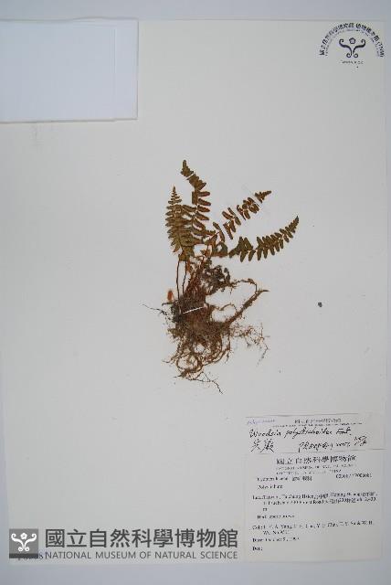 岩蕨藏品圖，第1張