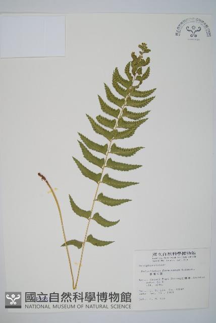 臺灣耳蕨藏品圖，第1張