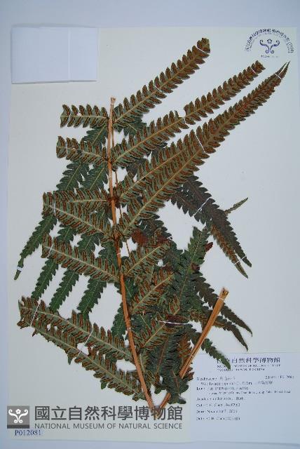 日本狗脊蕨藏品圖，第1張