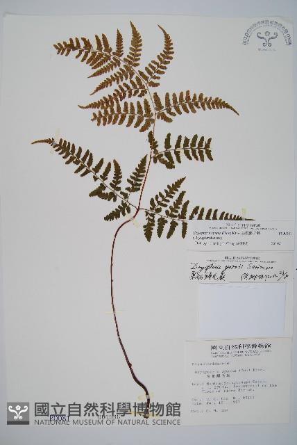 長葉鱗毛蕨藏品圖，第1張
