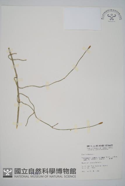 臺灣木賊藏品圖，第1張