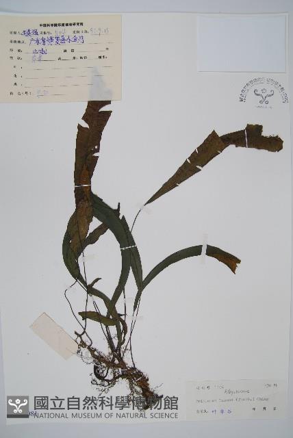 單葉雙蓋蕨藏品圖，第1張