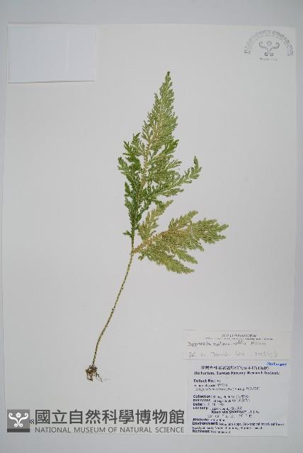 異葉卷柏藏品圖，第1張