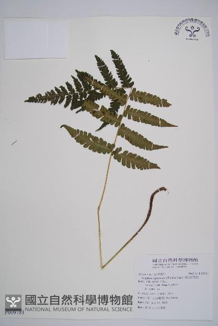 東洋蹄蓋蕨藏品圖，第1張