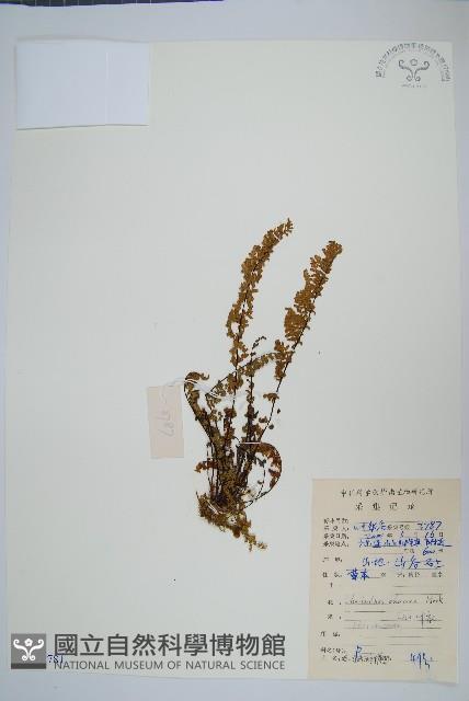 細葉碎米蕨藏品圖，第1張